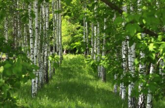 BUND – Bund für Umwelt und Naturschutz Deutschland e.V.