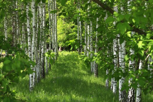 BUND – Bund für Umwelt und Naturschutz Deutschland e.V.